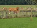 Uitzicht OranjeHoeve