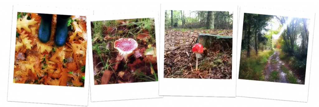 2014-10-24 Herfstwandeling